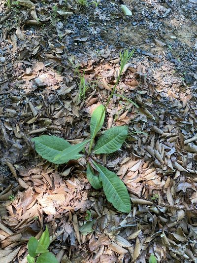 Vernonia acaulis, photographed by Carol Ann McCormick