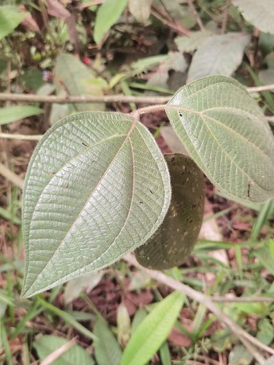 Bellucia mespiloides, photographed by Eduardo Chacón Madrigal