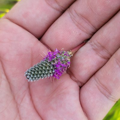 Dalea purpurea, photographed by Alan Jeon