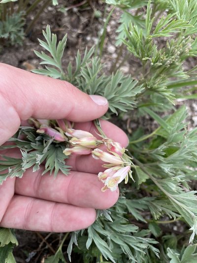 Dicentra nevadensis, photographed by Max Miley