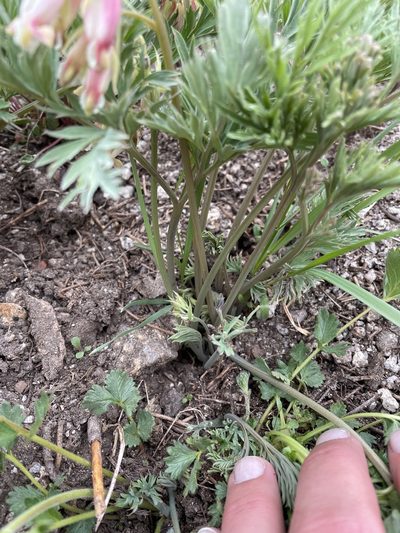 Dicentra nevadensis, photographed by Max Miley