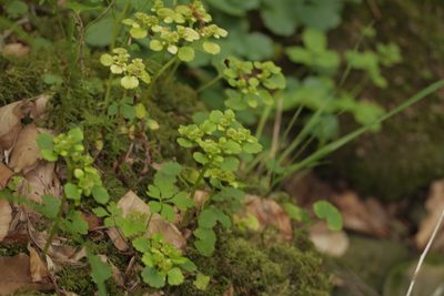Chrysosplenium alternifolium, photographed by Nico