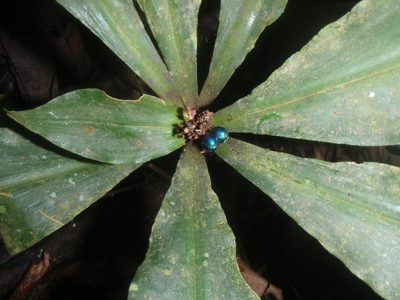Pollia condensata, photographed by Carrie Seltzer