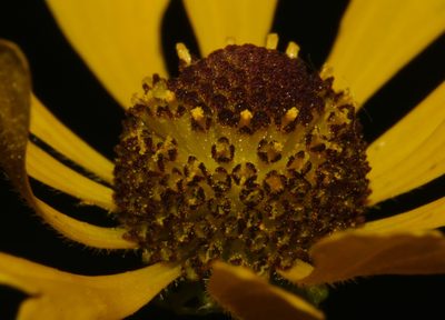 Helenium flexuosum, photographed by Brian Finzel