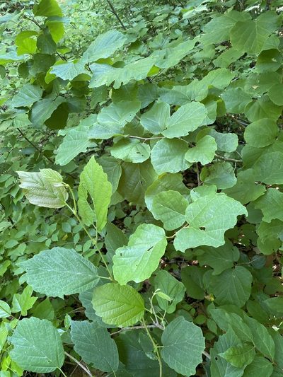 Fothergilla latifolia, photographed by Carol Ann McCormick