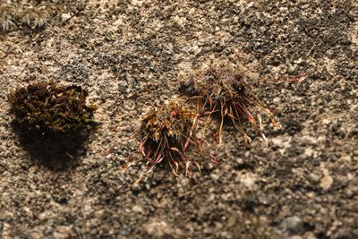 Tortula muralis, photographed by Stephen James McWilliam