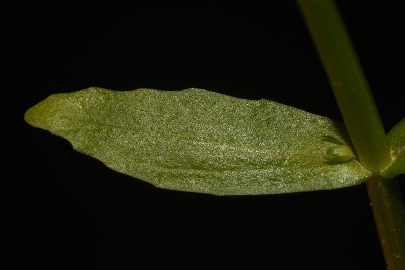 Gratiola floridana, photographed by Brian Finzel