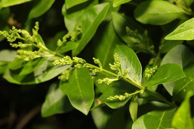 Ligustrum ovalifolium, photographed by Stephen James McWilliam