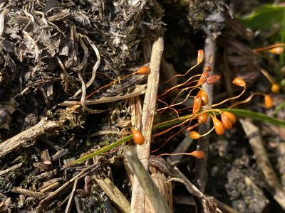 Funaria hygrometrica, photographed by James Clow