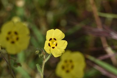 Tuberaria guttata, photographed by Jacqueline Jeanne