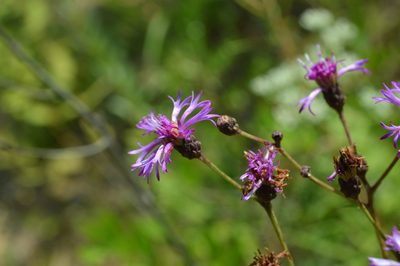 Vernonia angustifolia, photographed by Daniel McNair