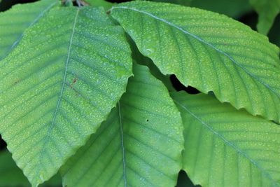 Fagus grandifolia, photographed by Mark Apgar