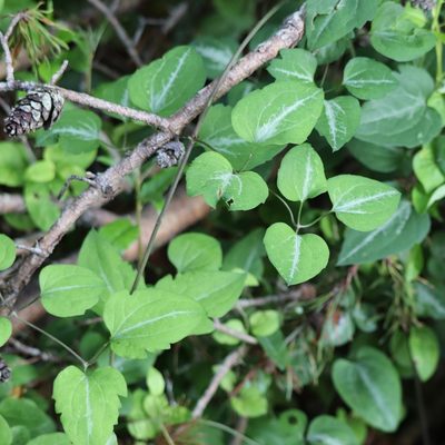 Clematis terniflora, photographed by Mark Apgar