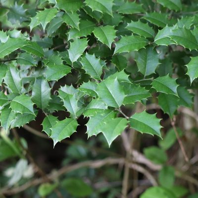 Ilex opaca, photographed by Mark Apgar