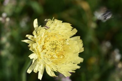 Urospermum dalechampii, photographed by Jacqueline Jeanne