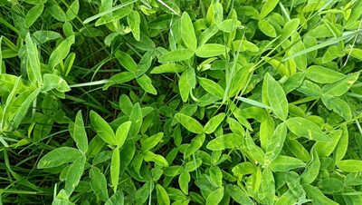 Trifolium medium, photographed by vetch10