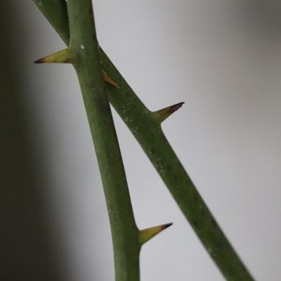 Smilax rotundifolia, photographed by Mark Apgar
