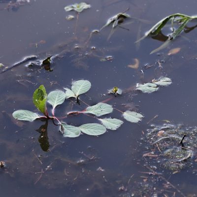 Ludwigia peploides, photographed by Mark Apgar