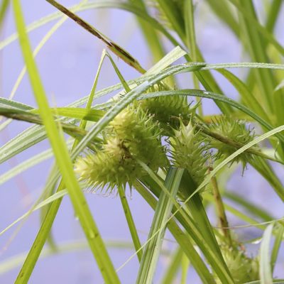 Carex lupulina, photographed by Mark Apgar