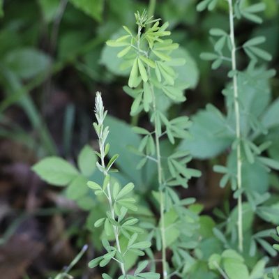 Lespedeza cuneata, photographed by Mark Apgar