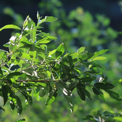 Elaeagnus umbellata, photographed by Mark Apgar