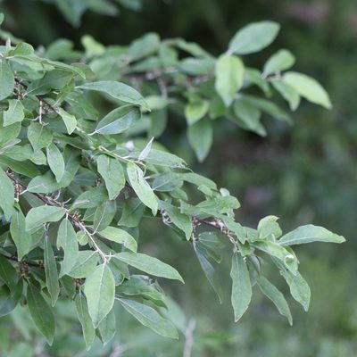 Elaeagnus umbellata, photographed by Mark Apgar