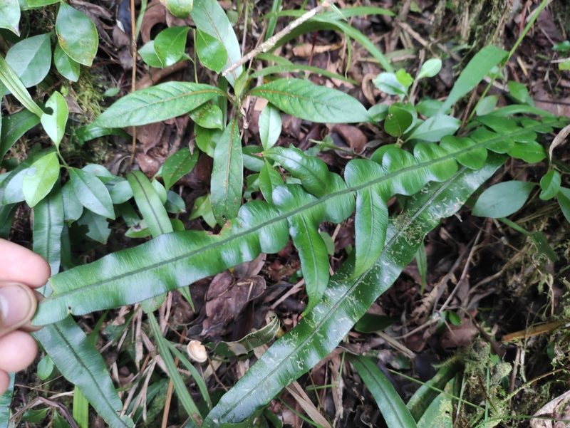 Lomaridium attenuatum, photographed by Augustin Soulard