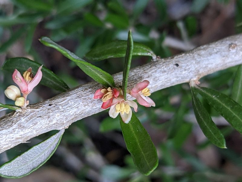 Castela erecta, photographed by Eric Knight
