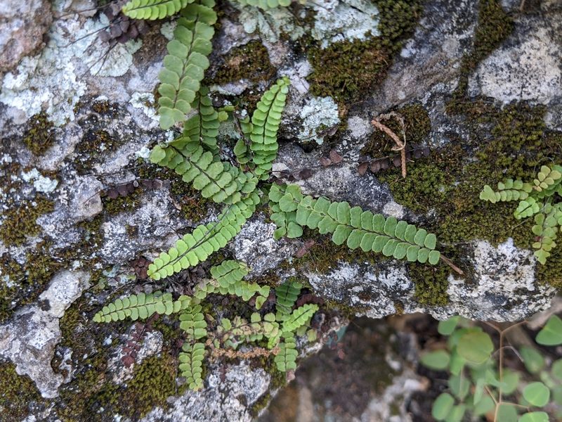 Asplenium resiliens, photographed by Eric Knight