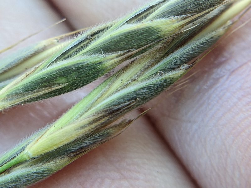 Bromus pubescens, photographed by Eric Knight