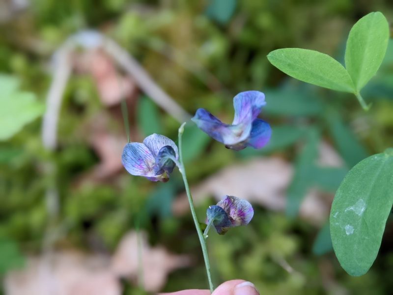 Lathyrus linifolius, photographed by Rhonda Ridley