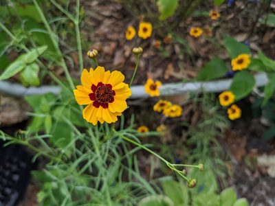 Coreopsis tinctoria, photographed by Lexi Adams