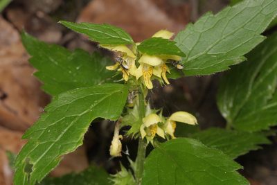 Lamium galeobdolon, photographed by Nico