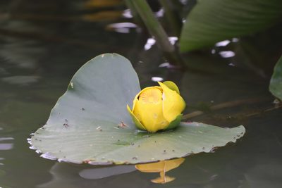 Nuphar advena, photographed by Lisa Wiencek Gerbec