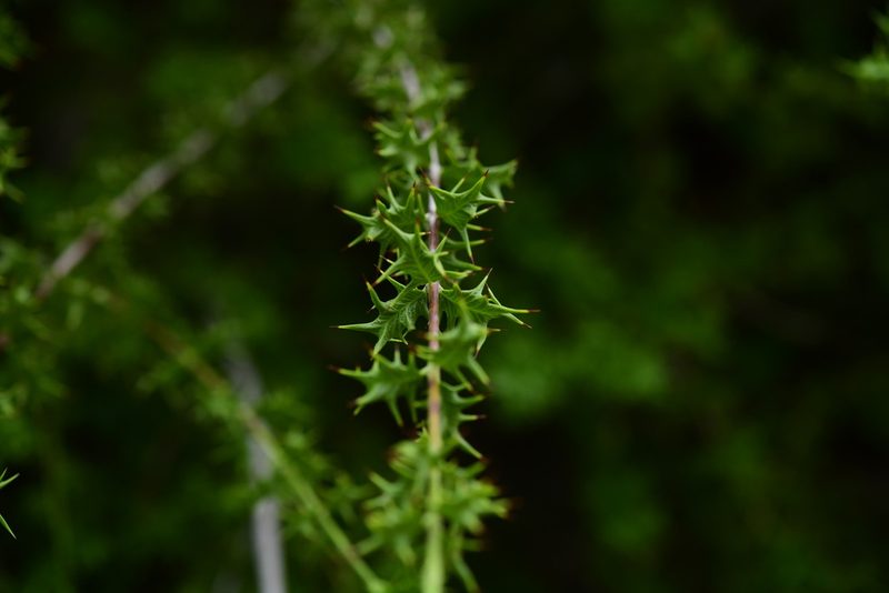 Crossopetalum pungens, photographed by Robin White
