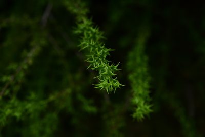 Crossopetalum pungens, photographed by Robin White