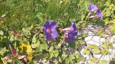 Ipomoea indica, photographed by Elizabete Marchante