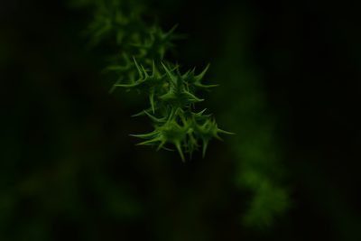 Crossopetalum pungens, photographed by Robin White