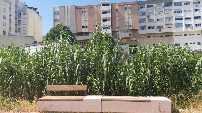 Arundo donax, photographed by Elizabete Marchante