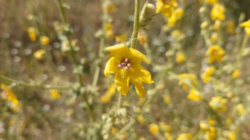Verbascum sinuatum, photographed by Elizabete Marchante