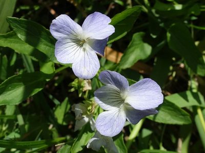 Viola stagnina, photographed by Jamie O'Neill
