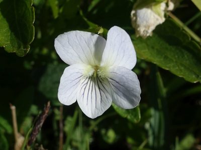 Viola stagnina, photographed by Jamie O'Neill