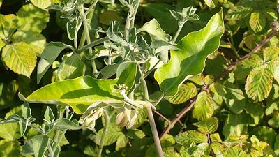 Araujia sericifera, photographed by Elizabete Marchante