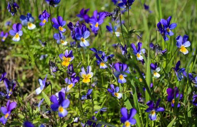 Viola tricolor, photographed by Юрий Носков
