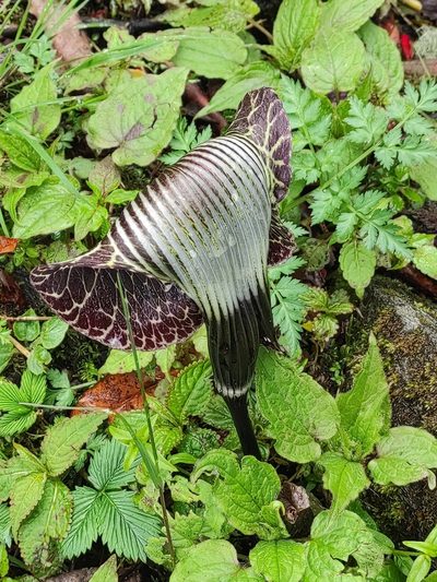 Arisaema griffithii, photographed by Peter Andersen