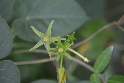 Gonolobus suberosus, photographed by Amber M. King