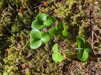 Hepatica nobilis, photographed by Rhonda Ridley