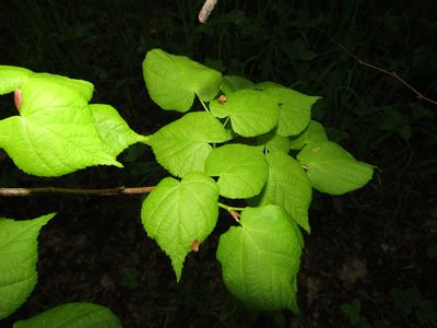 Tilia cordata, photographed by snaily_naily