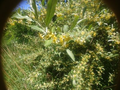 Elaeagnus umbellata, photographed by Ira Gershenhorn