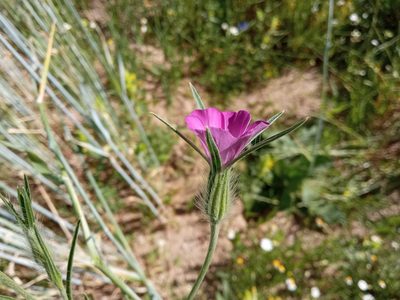 Agrostemma githago, photographed by Josep Gesti